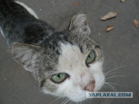 С котовторником !