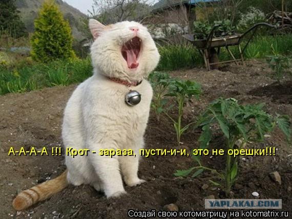 Котовторник 1.11.11