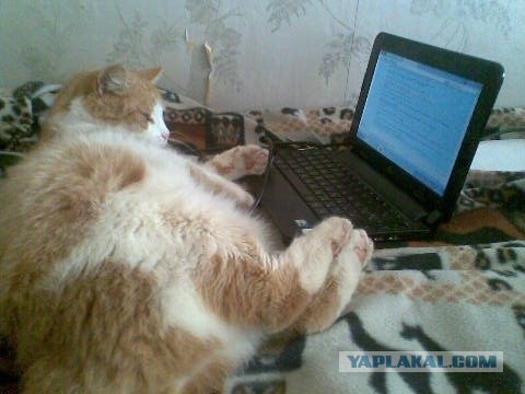 Котовторник 20.12.2011