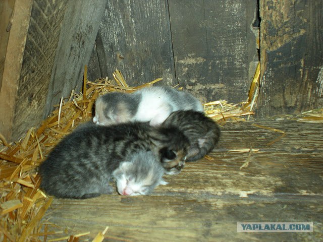 Котовторник 17 января