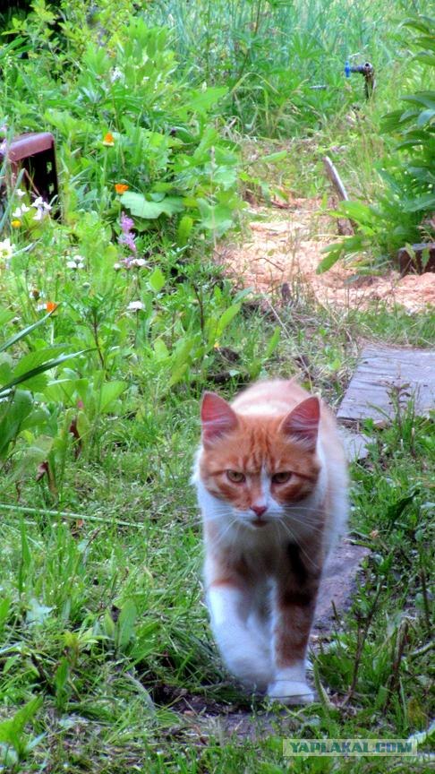 Котовторник  17.07.2012