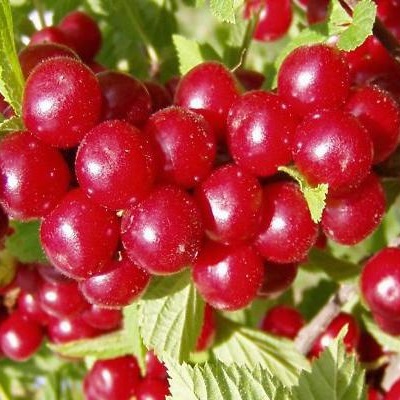 Как работает цианистый калий