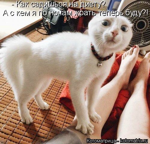 Картинки с котами и про котов
