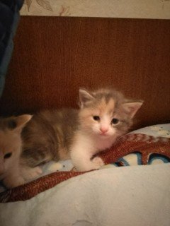 А вы разговариваете с котом?