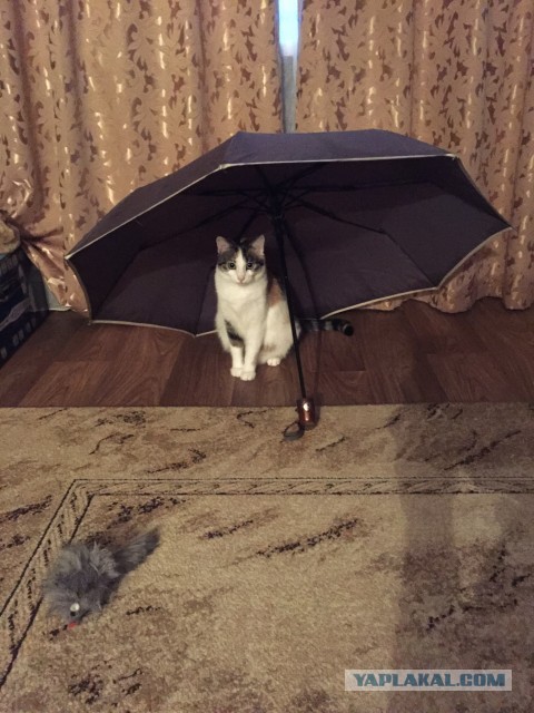 Пожалуйста, не бросайте животных