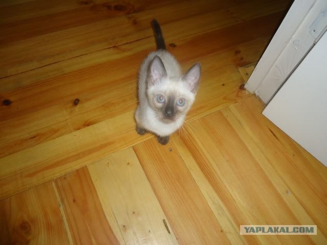 Подлость и преданность