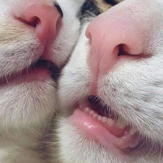 Боевой кошачий клич