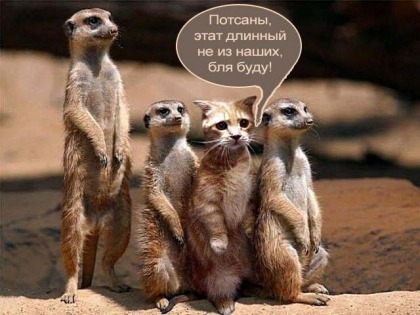 Ох уж эти соседи