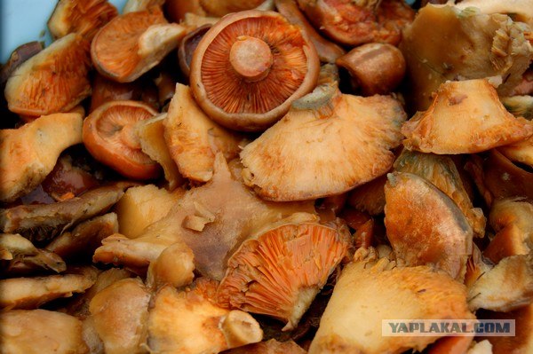 Осень в банках