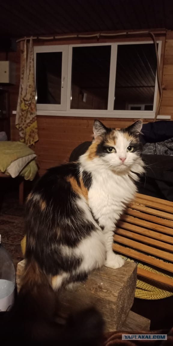Котовторник же уже наступил?