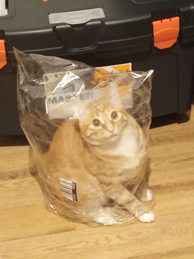 Котовторник вроде.