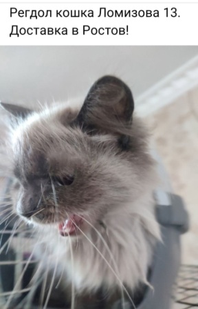 Мариупольские котики экстренно ищут дом