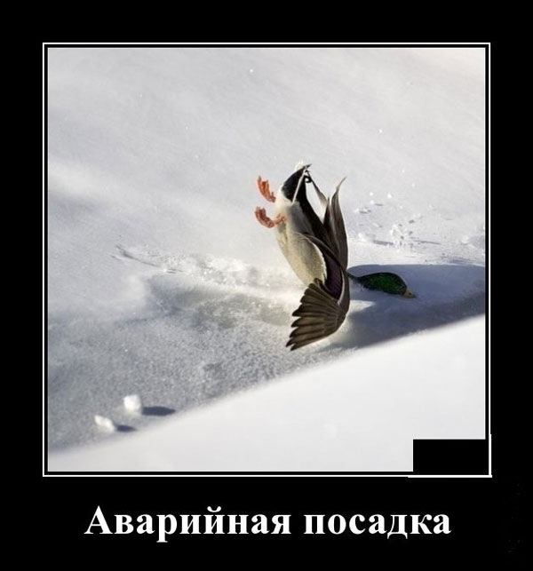 Картинки. В них буквы. Иногда в черной рамке. НЕ эпитафии