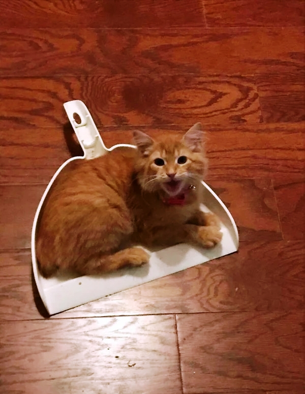 Ловушки для котов