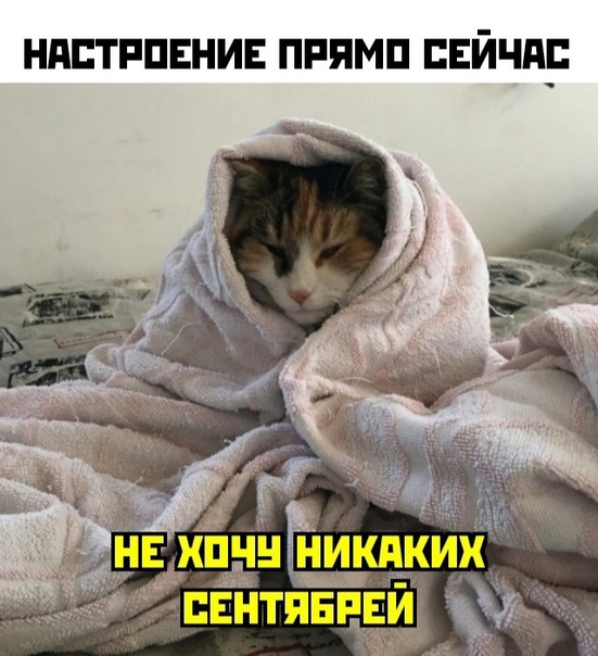 Весёлый полтишок 29.08.23