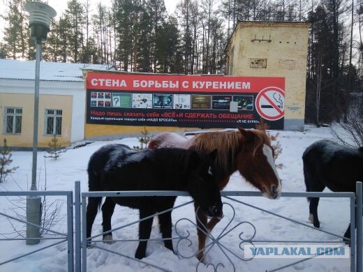 Ну а мне бы, к родному берегу… Всем поравалильщикам пост