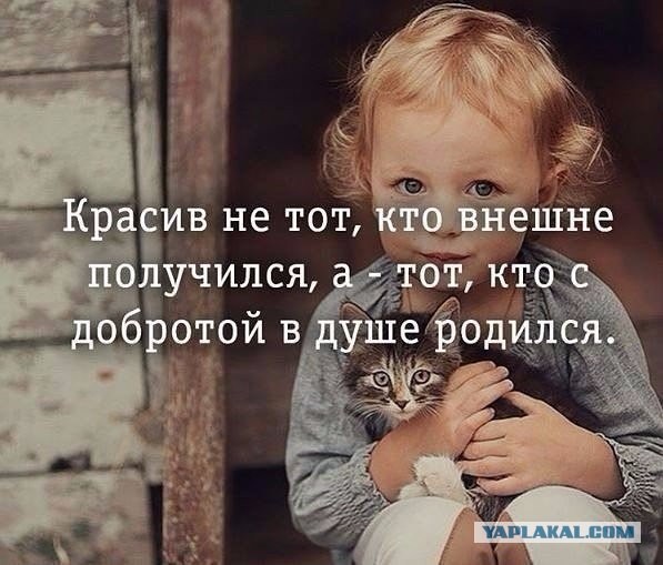 Котенок с приюта
