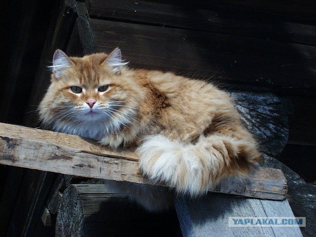 Деревенская кошка