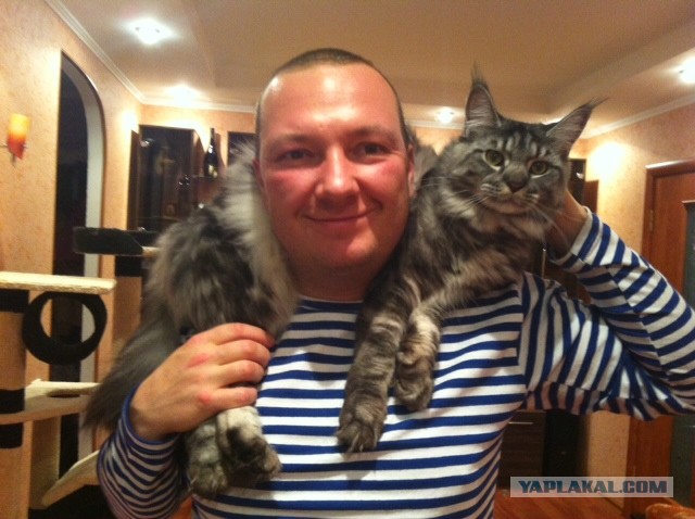 Немного о  Мейн Куне.