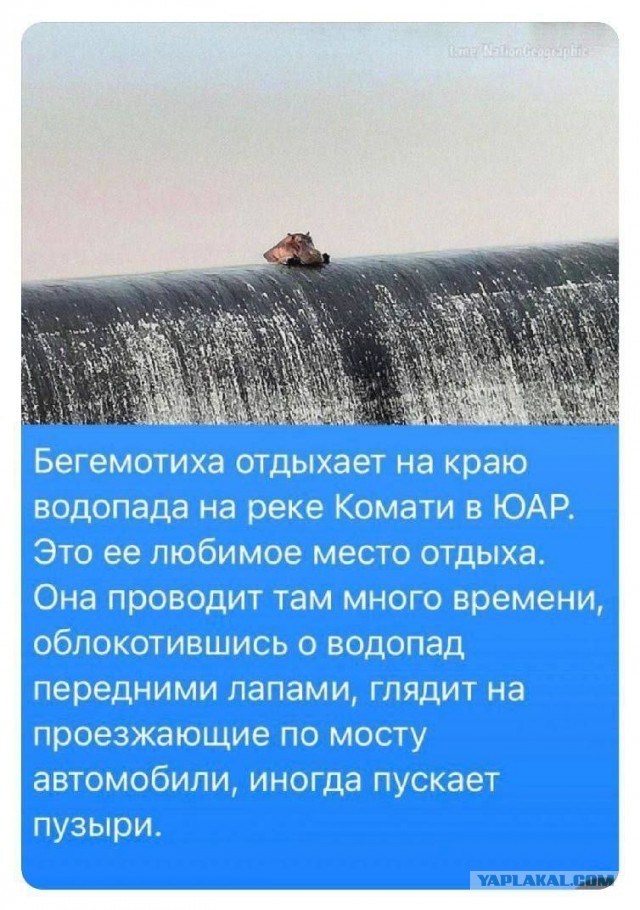 Веселые картинки в среду, практически пятницу 30.04