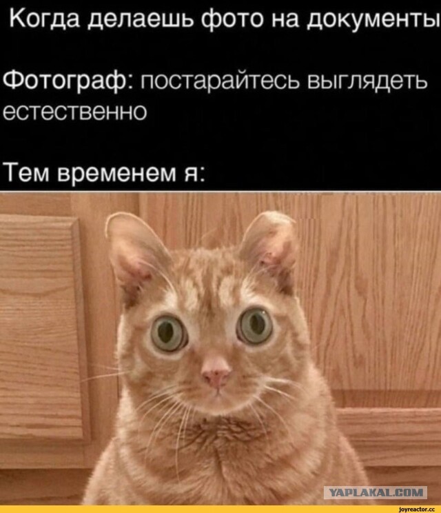 Картинки для деградации-6 (разной степени свежести)