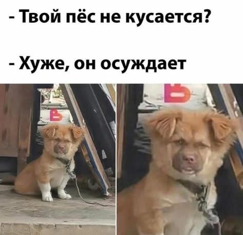 Картинки для деградации 71 (разной степени свежести)