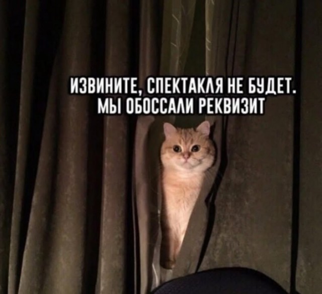 К котовторнику: подборка картинок-баянов с котиками и про котиков. Выпуск 24.