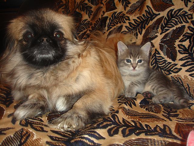 Котовторник 03.09.2013