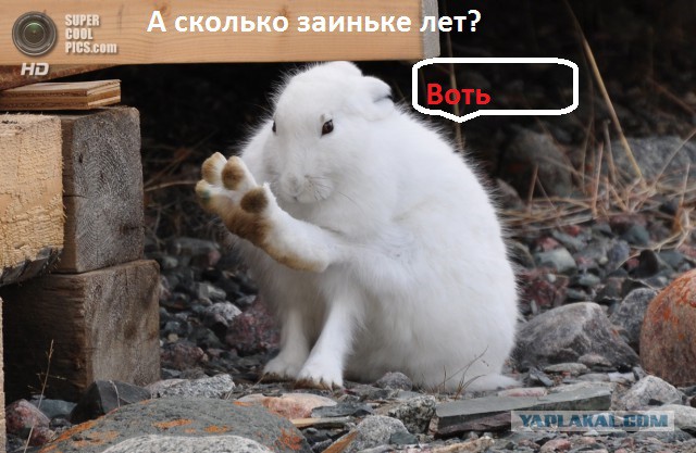 Хитрожопый кролик