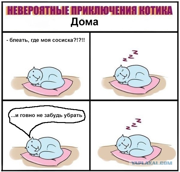 Невероятные приключения котика в доме программиста