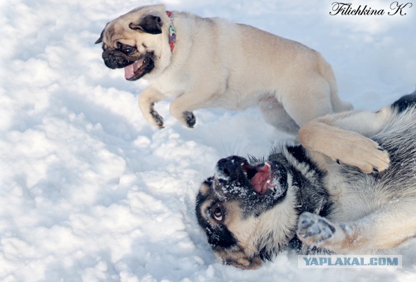 Мой малый друг Мухтар