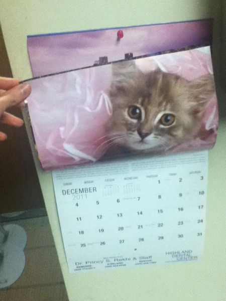 Котята! Охуенные! Охуенные! Котята!