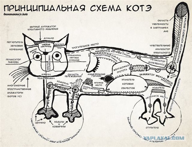 Котовторнику посвящается.