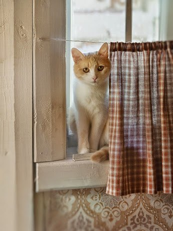 Котэподборка