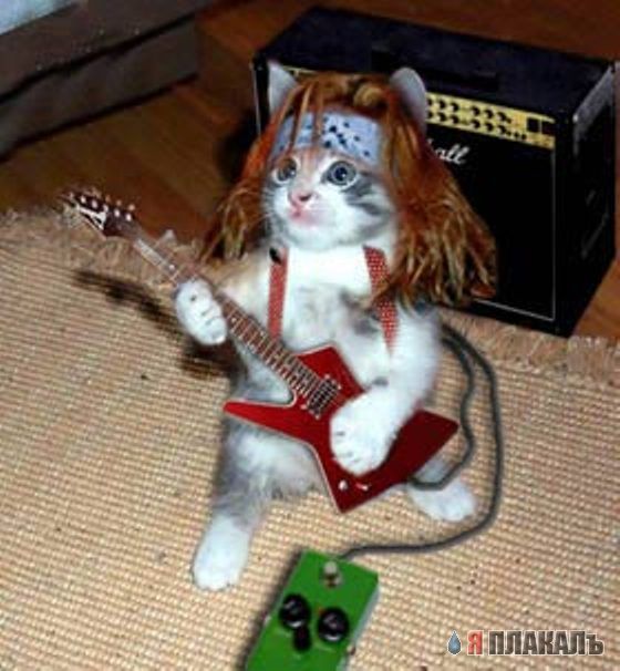 Коты, кошки, котята