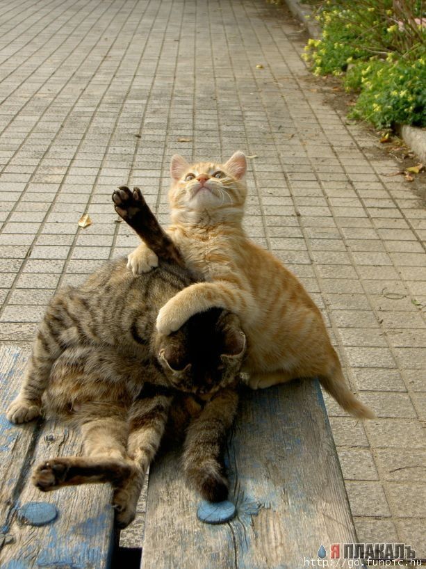 Коты, кошки, котята