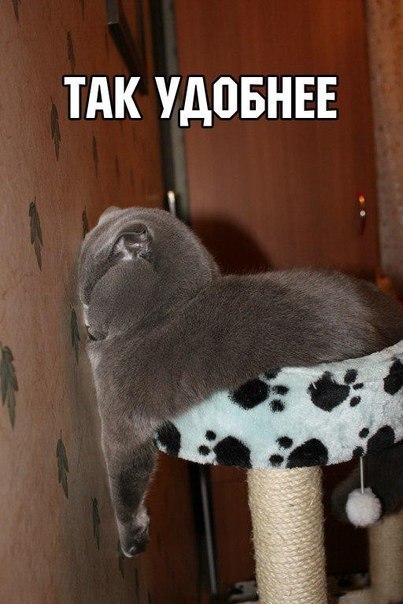 Мохнатые беспредельщики