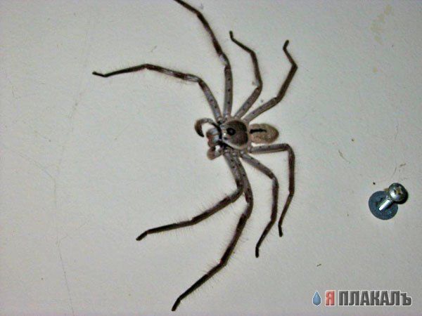 НАСЕКОМЫЕ. Мухи, бабочки, мотыльки, моль, и все летающие твари, пауки