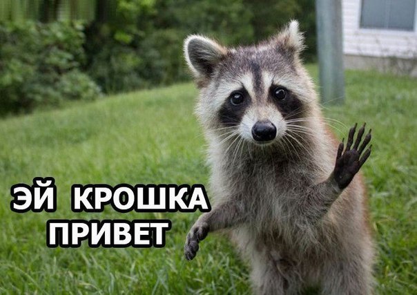 Божьи твари