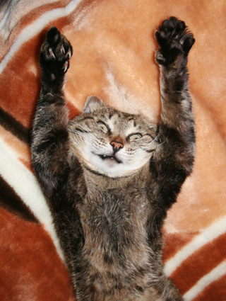 Котомет во вторник (11.12.2007)