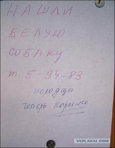 Выкинутый на улицу кот нашел свой дом.