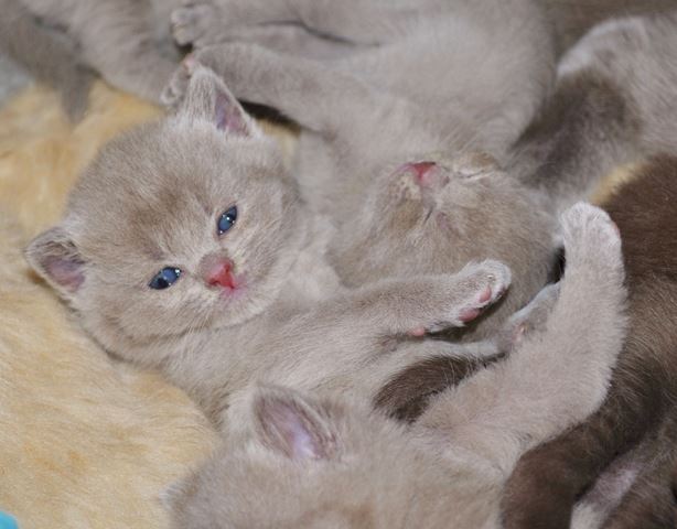 Коты из сети