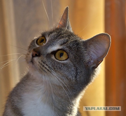 Котовторник 11/04/2017