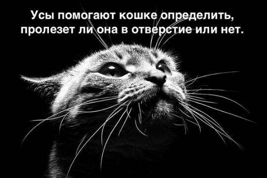 Странности & баяны vol1.
