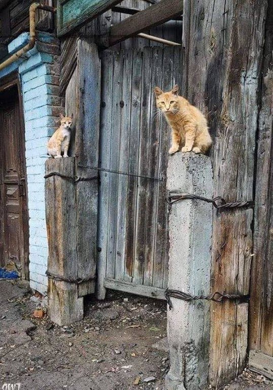 Смешные картинки