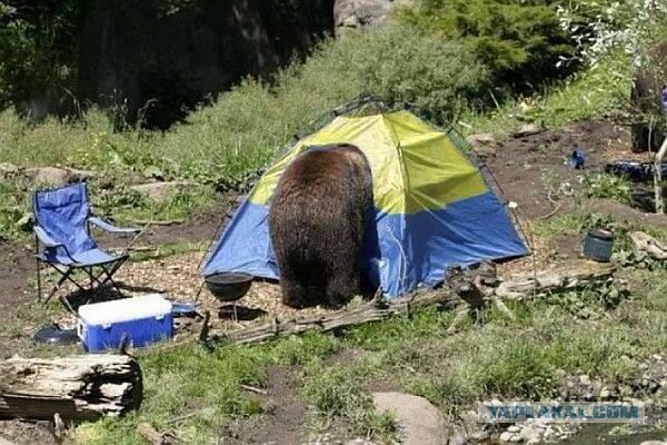 Журнал школьный деградант