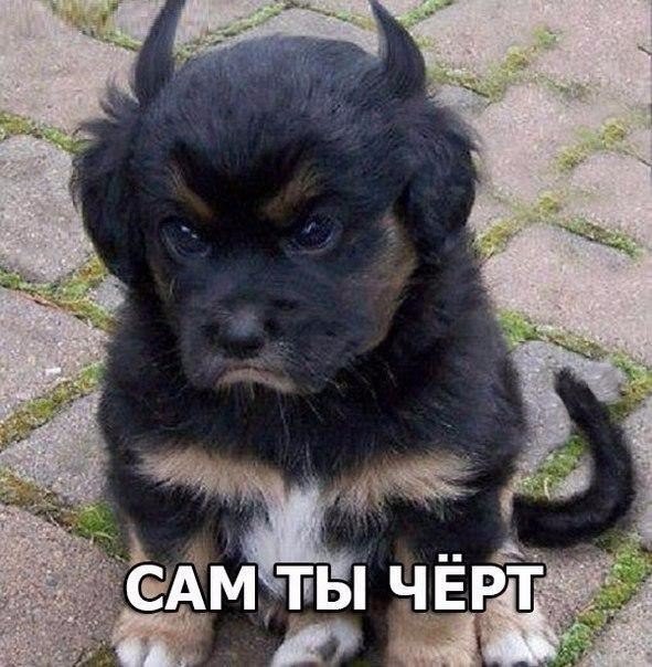 Подборка забавных животных