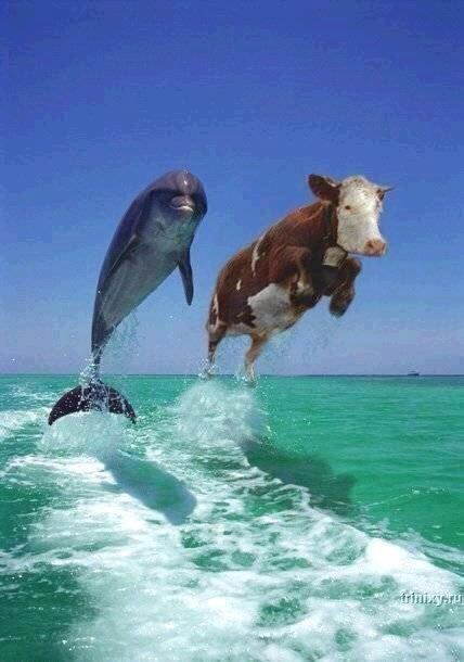 Немного юмора в это воскресенье