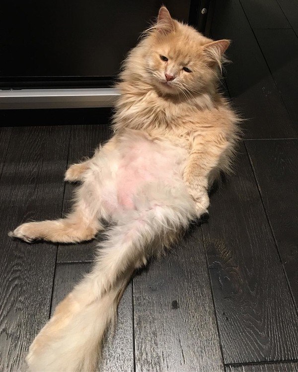 Прикольных котов пост