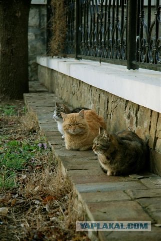 Котовторник на вторник! (30.09.2008)